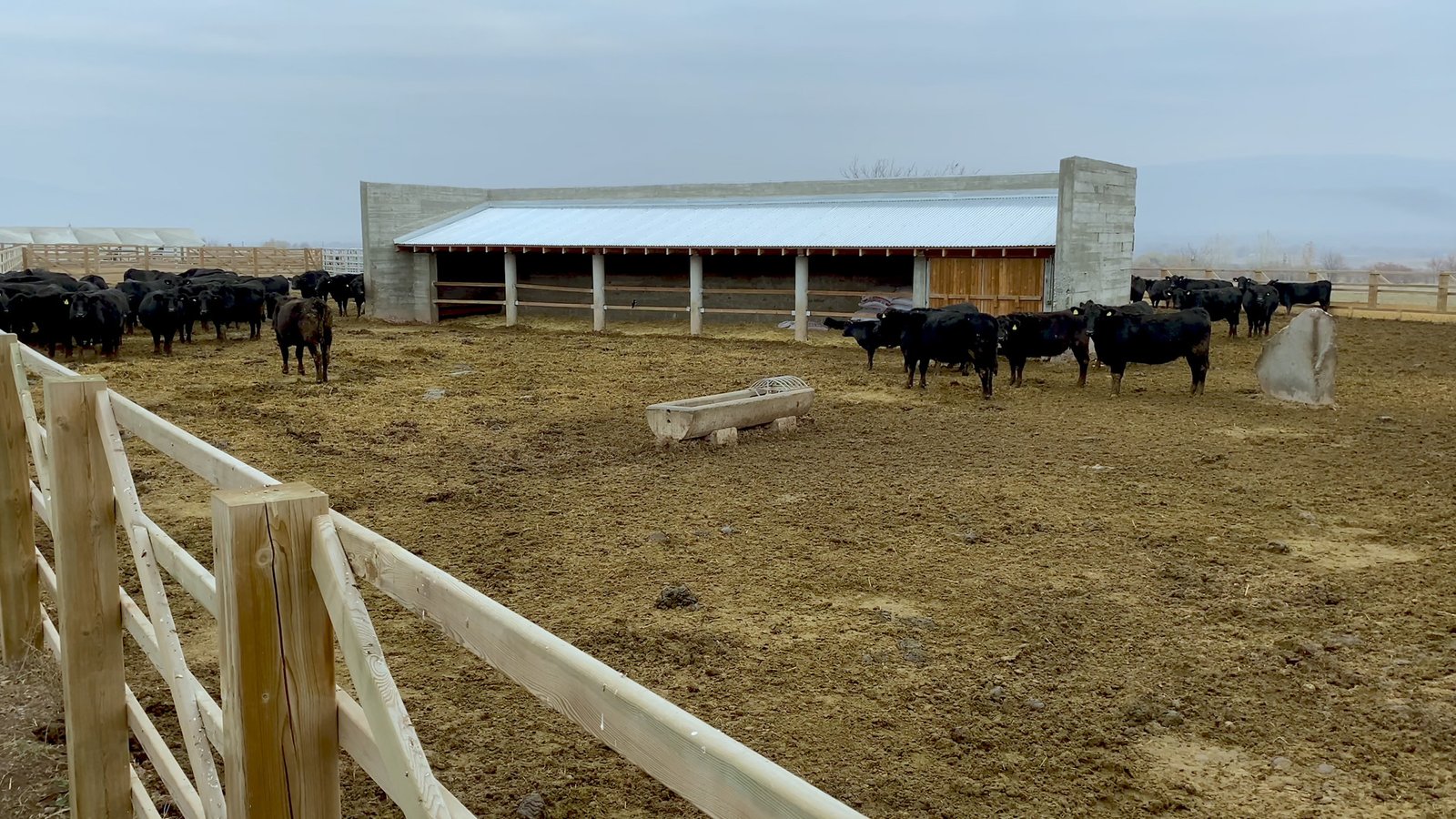 Rebuilding Palanga, Metin Çavuş