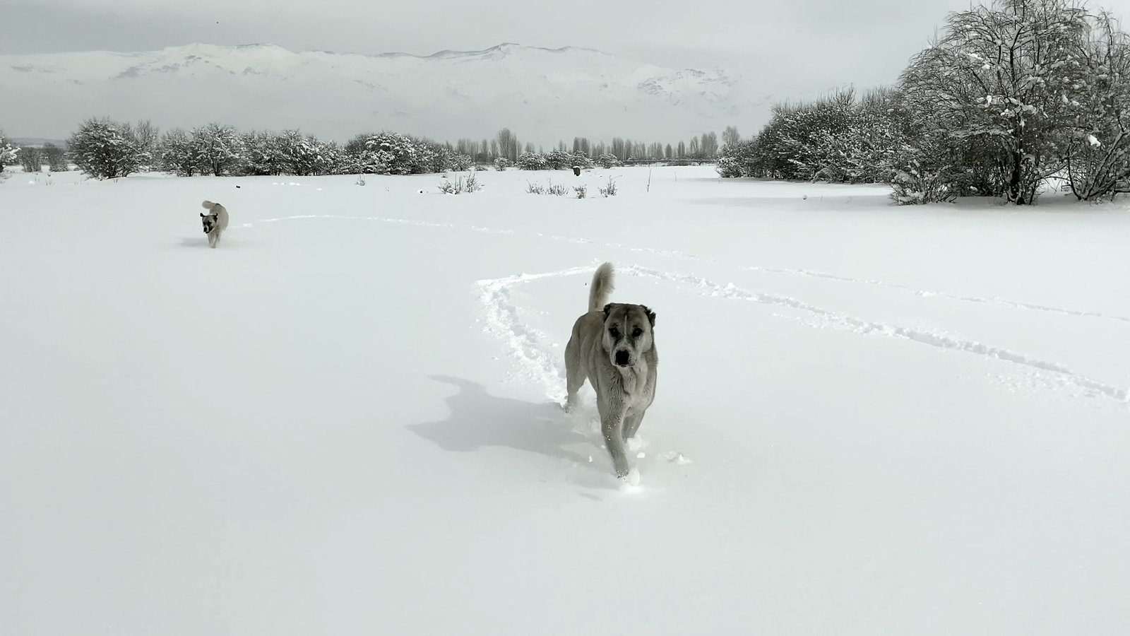 Rebuilding Palanga, Metin Çavuş